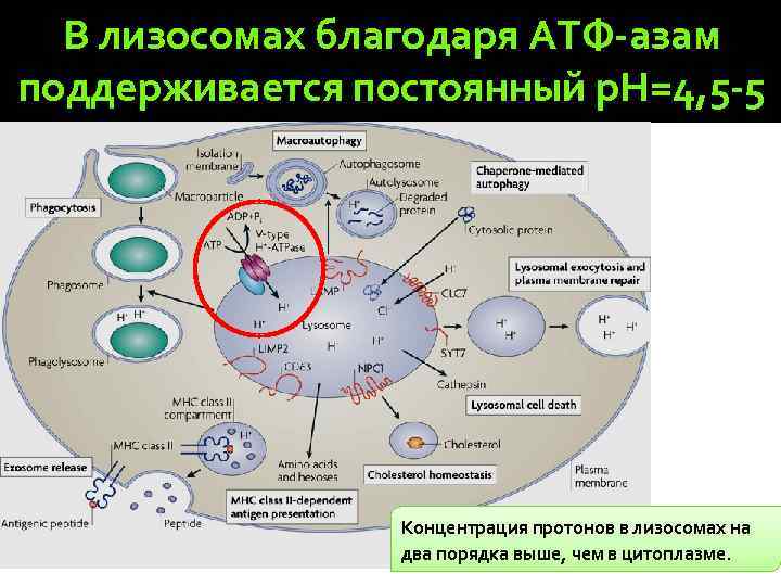 В лизосомах благодаря АТФ-азам поддерживается постоянный р. Н=4, 5 -5 Концентрация протонов в лизосомах