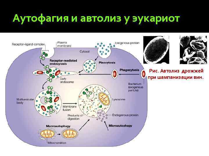 К эукариотам относят 1 дрожжи. Аутолиз и аутофагия. Аутолиз клетки схема. Аутофагия лизосом. Автолиз дрожжевых клеток.