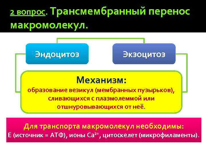 2 вопрос. Трансмембранный перенос макромолекул. Эндоцитоз Экзоцитоз Механизм: образование везикул (мембранных пузырьков), сливающихся с