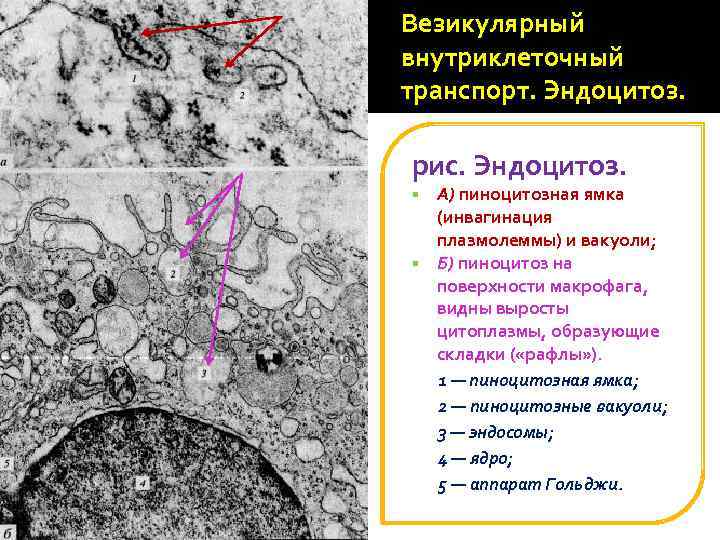 Везикулярный внутриклеточный транспорт. Эндоцитоз. рис. Эндоцитоз. А) пиноцитозная ямка (инвагинация плазмолеммы) и вакуоли; §