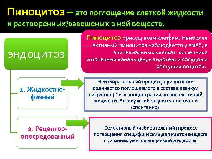 Пиноцитоз – это поглощение клеткой жидкости и растворённых/взвешеных в ней веществ. Пиноцитоз присущ всем