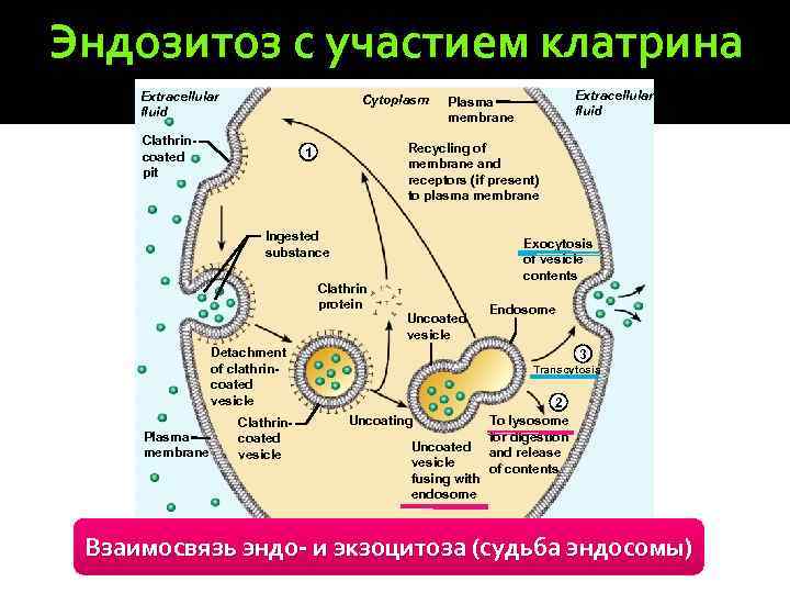 Эндозитоз с участием клатрина Extracellular fluid Cytoplasm Clathrincoated pit Recycling of membrane and receptors