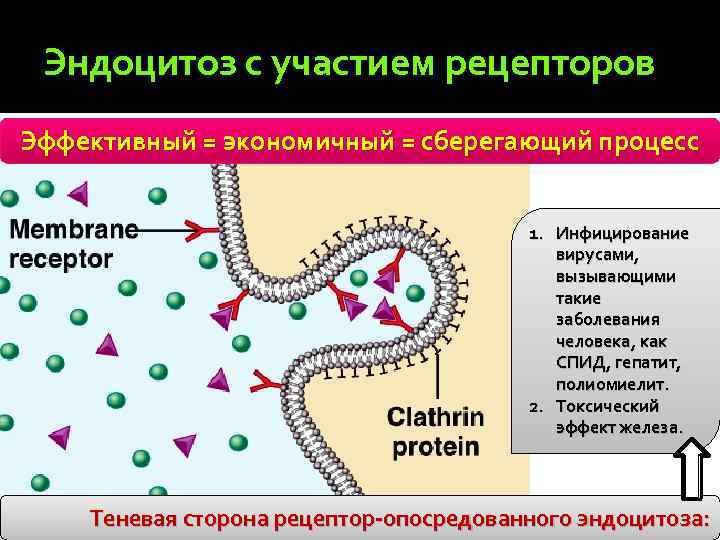 Установить последовательность эндоцитоза. Эндоцитоз. Рецептор-опосредованный эндоцитоз. Эндоцитоз вируса. Рецепторный эндоцитоз вируса.
