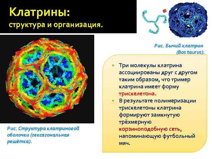 Клатрины: структура и организация. Рис. Бычий клатрин (Bos taurus). Три молекулы клатрина ассоциированы друг