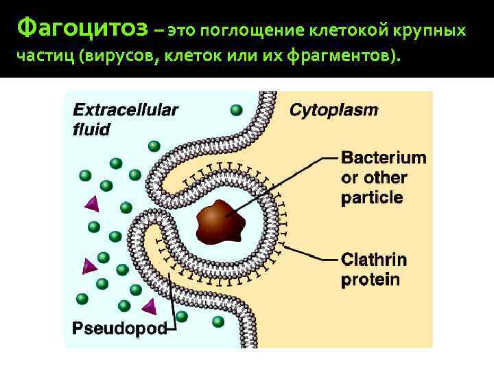 Фагоцитоз – это поглощение клетокой крупных частиц (вирусов, клеток или их фрагментов). 