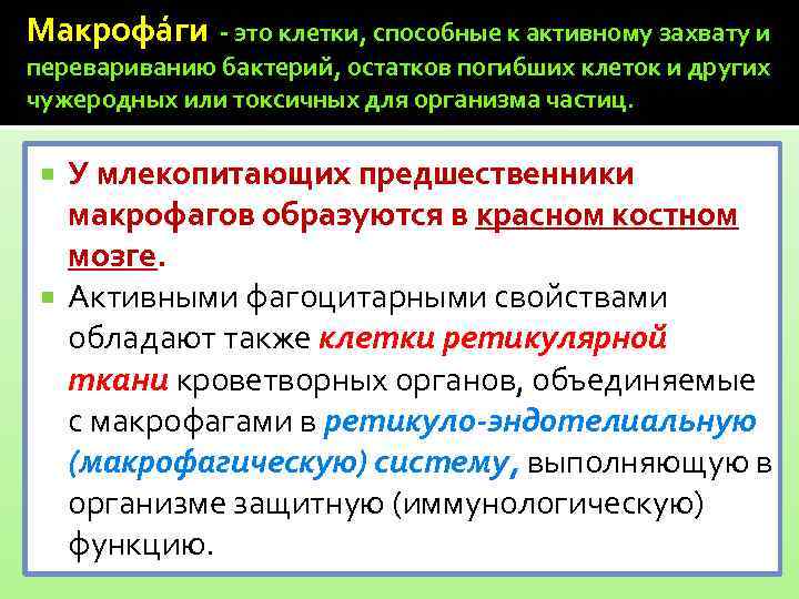 Макрофáги - это клетки, способные к активному захвату и перевариванию бактерий, остатков погибших клеток