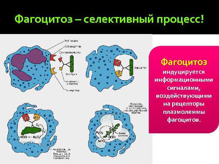 Фагоцитоз – селективный процесс! Фагоцитоз индуцируется информационными сигналами, воздействующими на рецепторы плазмолеммы фагоцитов. 