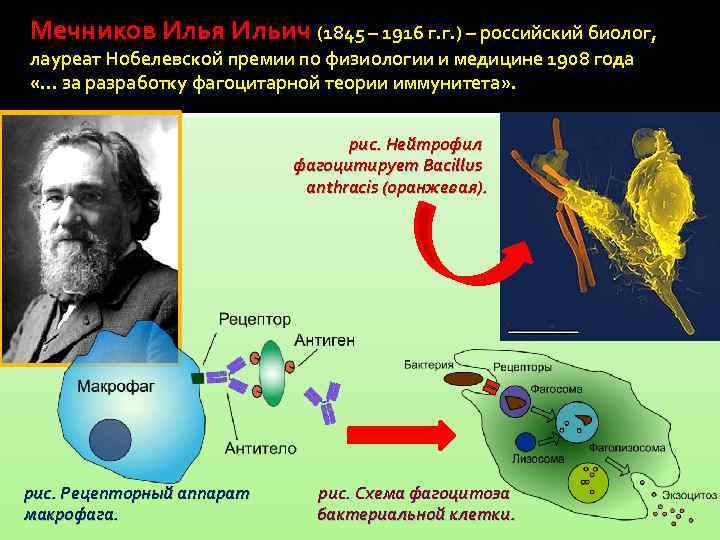 Фагоцитарную теорию создал