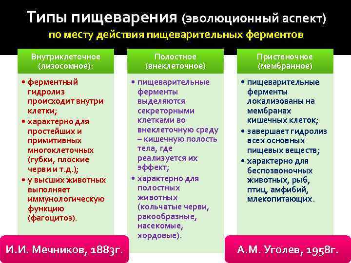 Типы пищеварения (эволюционный аспект) по месту действия пищеварительных ферментов Внутриклеточное (лизосомное): Полостное (внеклеточное) Пристеночное