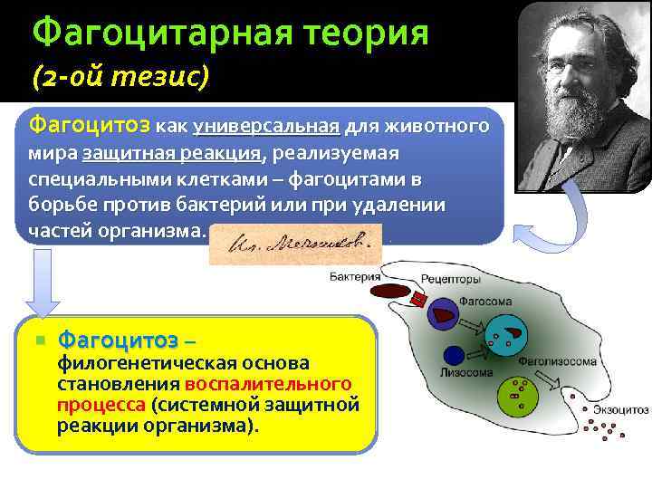 Фагоцитарная теория (2 -0 й тезис) Фагоцитоз как универсальная для животного мира защитная реакция,