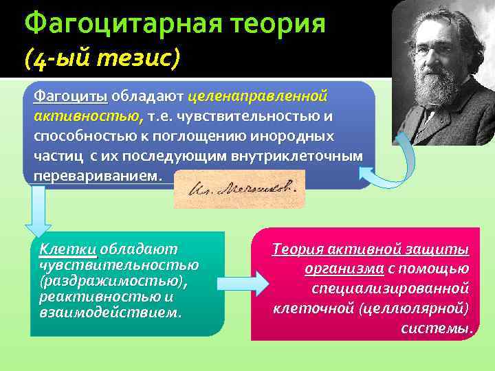 Фагоцитарная теория (4 -ый тезис) Фагоциты обладают целенаправленной активностью, т. е. чувствительностью и способностью