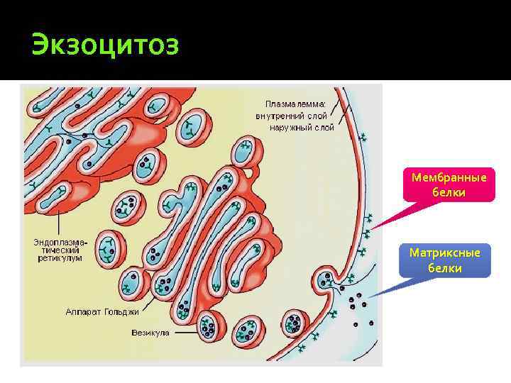 Экзоцитоз Мембранные белки Матриксные белки 