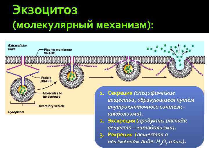 Экзоцитоз (молекулярный механизм): 1. Секреция (специфические вещества, образующиеся путём внутриклеточного синтеза - анаболизма). 2.