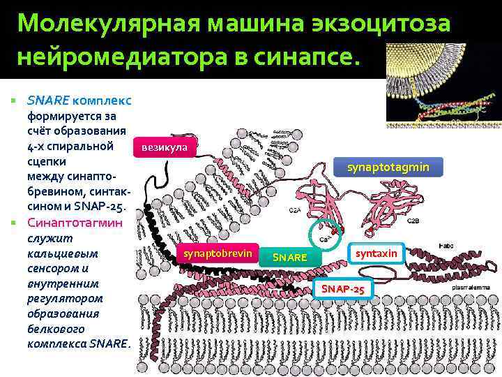 Молекулярная машина экзоцитоза нейромедиатора в синапсе. SNARE комплекс формируется за счёт образования 4 -х