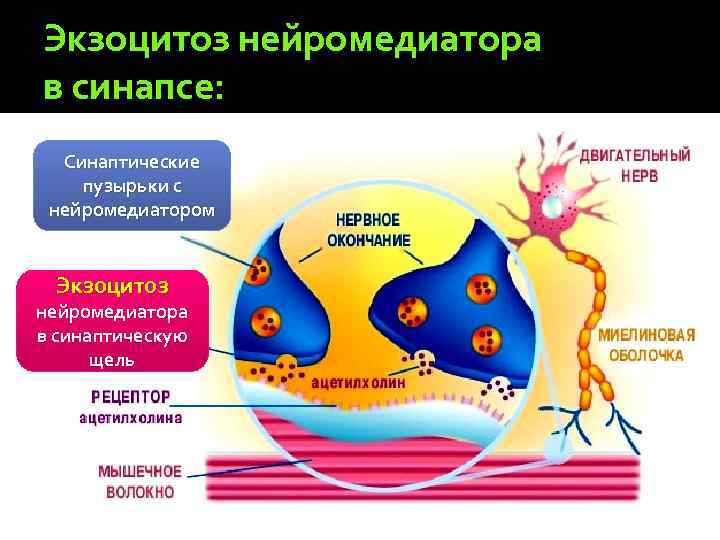 Экзоцитоз нейромедиатора в синапсе: Синаптические пузырьки с нейромедиатором Экзоцитоз нейромедиатора в синаптическую щель 