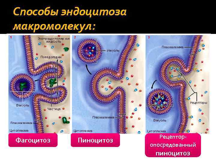 Способы эндоцитоза макромолекул: Фагоцитоз Пиноцитоз Рецепторопосредованный пиноцитоз 