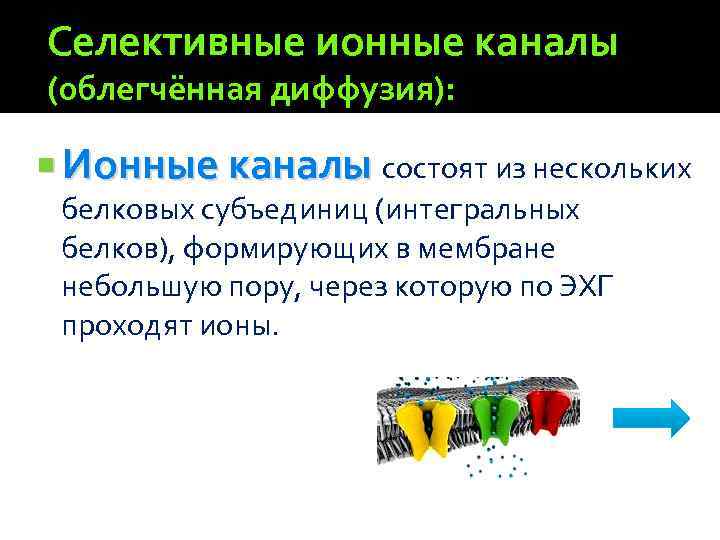 Селективные ионные каналы (облегчённая диффузия): Ионные каналы состоят из нескольких Ионные каналы белковых субъединиц