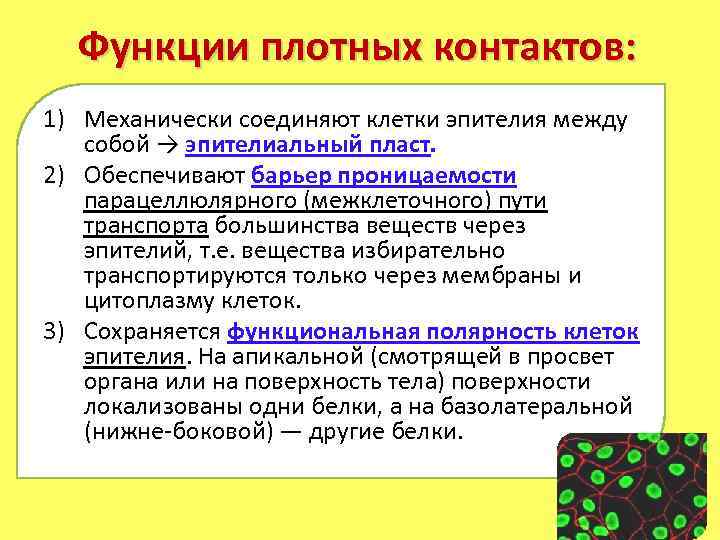 Функции плотных контактов: 1) Механически соединяют клетки эпителия между собой → эпителиальный пласт. 2)