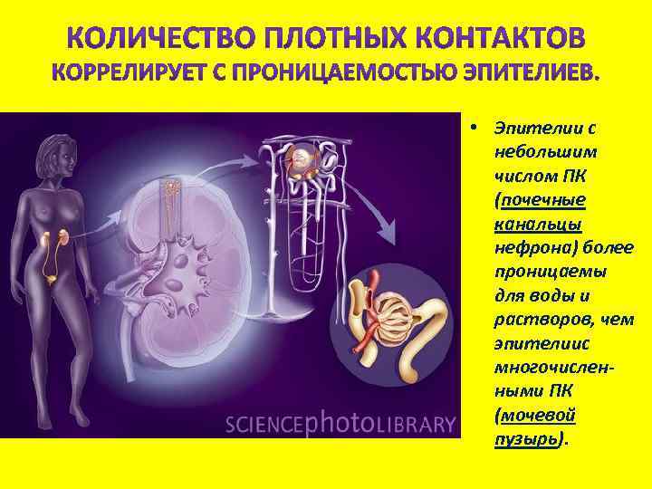  • Эпителии с небольшим числом ПК (почечные канальцы нефрона) более проницаемы для воды