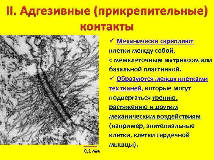 II. Адгезивные (прикрепительные) контакты 0, 1 мм ü Механически скрепляют клетки между собой, с