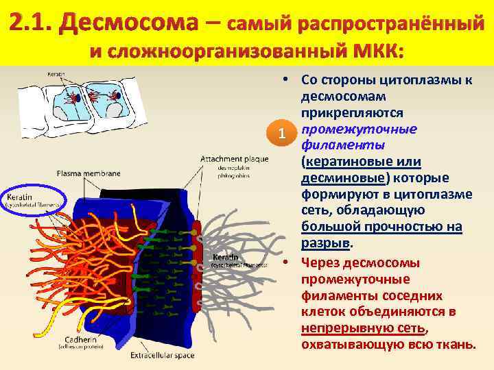 2. 1. Десмосома – самый распространённый и сложноорганизованный МКК: • Со стороны цитоплазмы к