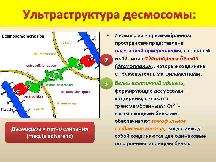  Ультраструктура десмосомы: • 2 Десмосома в примембранном пространстве представлена пластинкой прикрепления, состоящей из