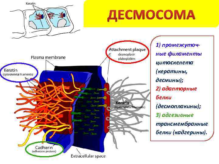 ДЕСМОСОМА 1) промежуточные филаменты цитоскелета (кератины, десмины); 2) адапторные белки (десмоплакины); 3) адгезивные трансмембранные