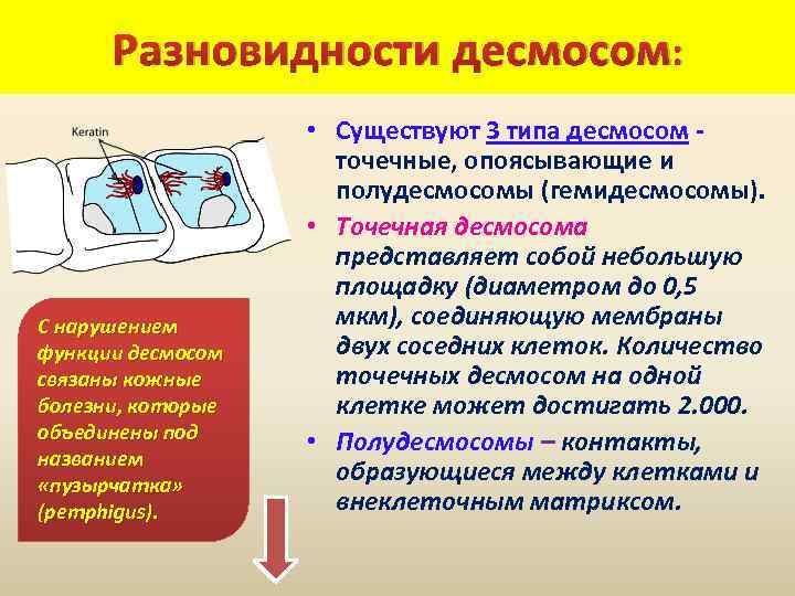 Разновидности десмосом: С нарушением функции десмосом связаны кожные болезни, которые объединены под названием «пузырчатка»