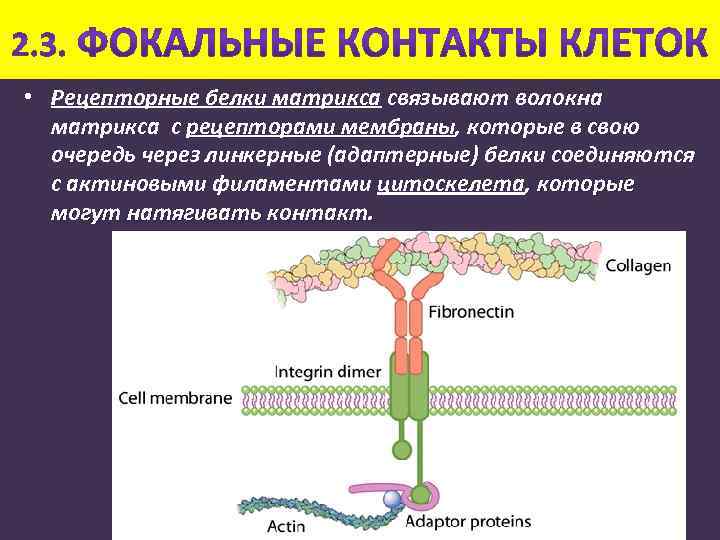  • Рецепторные белки матрикса связывают волокна матрикса с рецепторами мембраны, которые в свою
