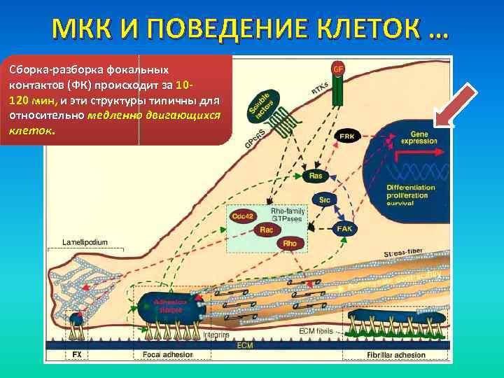 МКК И ПОВЕДЕНИЕ КЛЕТОК … Сборка-разборка фокальных контактов (ФК) происходит за 10120 мин, и