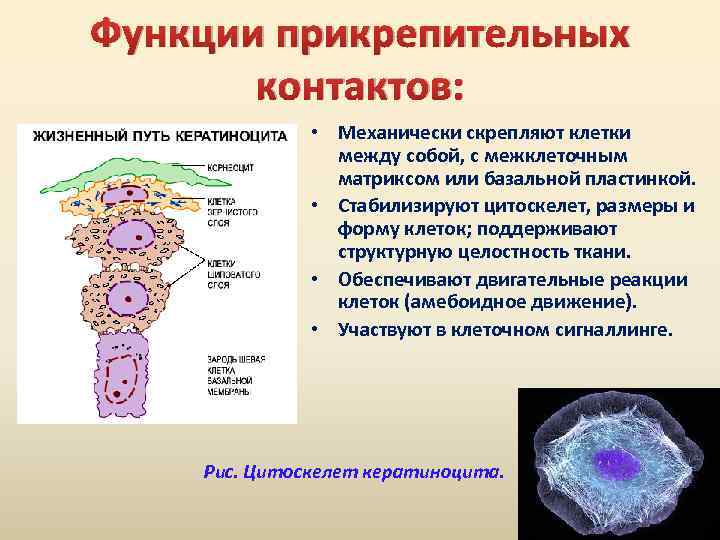 Клеточные взаимодействия. Кератиноциты цитология. Поддерживает форму клетки. Клетки человека с несколькими ядрами кератиноциты. Функция защитная обеспечивает форму клеток их связь между собой.