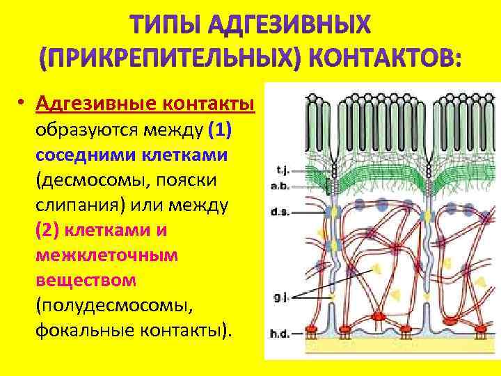  • Адгезивные контакты образуются между (1) соседними клетками (десмосомы, пояски слипания) или между