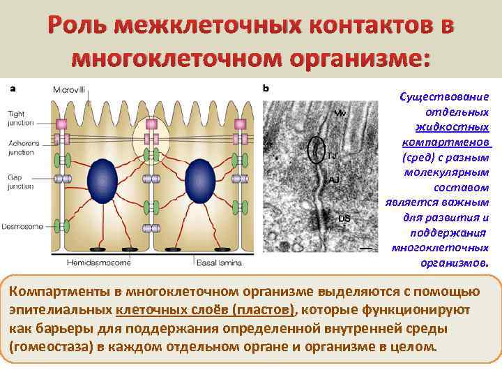 Роль межклеточных контактов в многоклеточном организме: Существование отдельных жидкостных компартменов (сред) с разным молекулярным