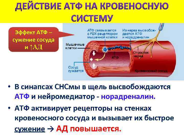 Эффект АТФ – сужение сосуда и ↑АД • В синапсах СНСмы в щель высвобождаются