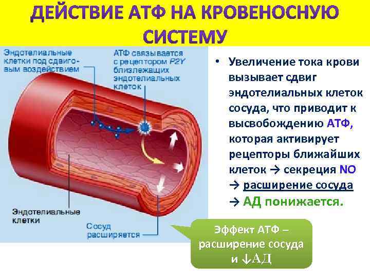  • Увеличение тока крови вызывает сдвиг эндотелиальных клеток сосуда, что приводит к высвобождению