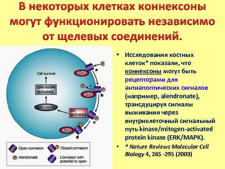 В некоторых клетках коннексоны могут функционировать независимо от щелевых соединений. • Исследования костных клеток*