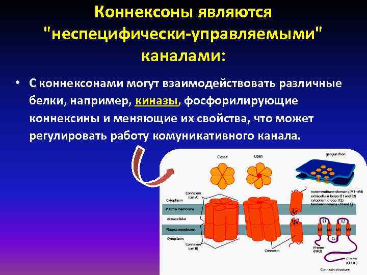 Коннексоны являются 