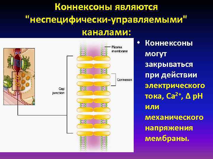 Коннексоны являются 