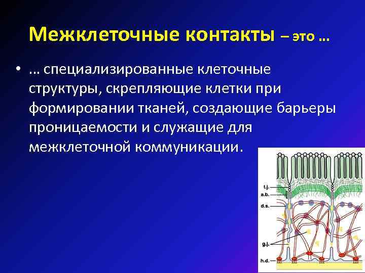 Межклеточные контакты – это … • … специализированные клеточные структуры, скрепляющие клетки при формировании