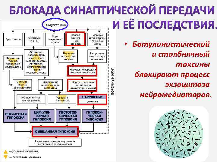  • Ботулинистический и столбнячный токсины блокирают процесс экзоцитоза нейромедиаторов. 