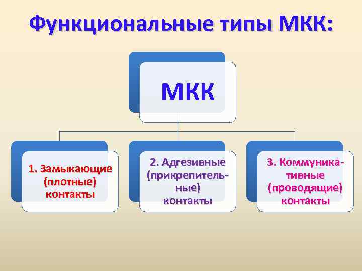 Функциональные типы МКК: МКК 1. Замыкающие (плотные) контакты 2. Адгезивные (прикрепительные) контакты 3. Коммуникативные