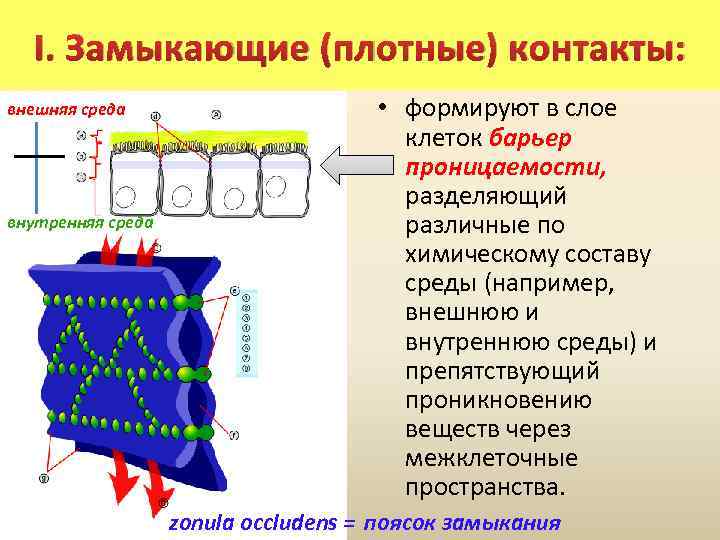 I. Замыкающие (плотные) контакты: внешняя среда внутренняя среда • формируют в слое клеток барьер