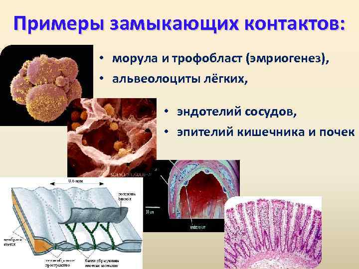 Примеры замыкающих контактов: • морула и трофобласт (эмриогенез), • альвеолоциты лёгких, • эндотелий сосудов,