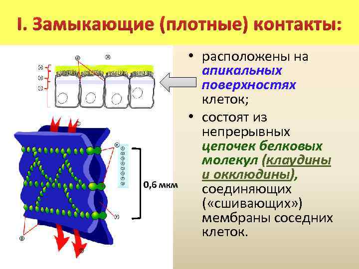 I. Замыкающие (плотные) контакты: 0, 6 мкм • расположены на апикальных поверхностях клеток; •