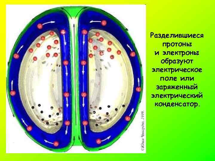 Разделившиеся протоны и электроны образуют электрическое поле или заряженный электрический конденсатор. 