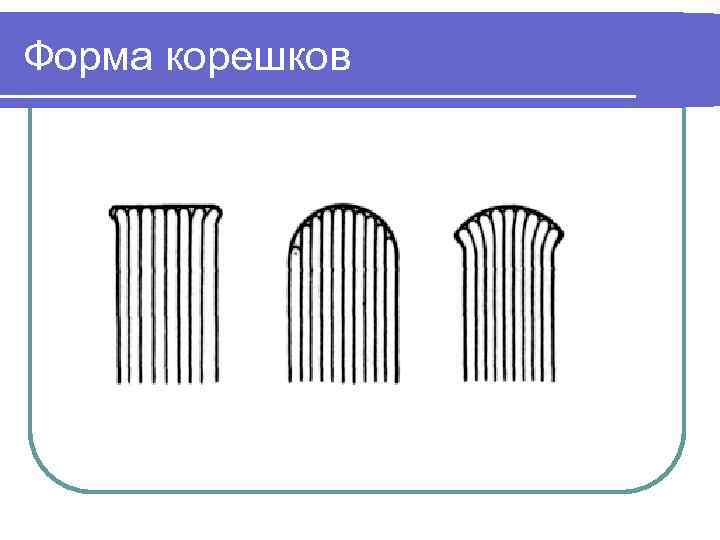 Форма корешков 