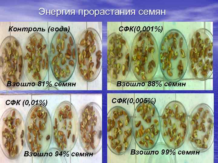 Энергия прорастания семян Контроль (вода) СФК(0, 001%) Взошло 81% семян Взошло 88% семян СФК
