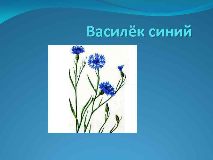 Василёк синий 