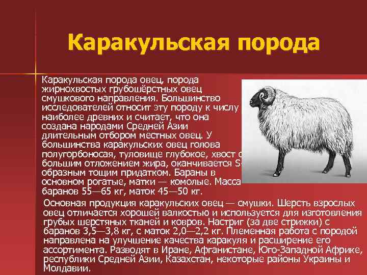 Каракульская порода овец, порода жирнохвостых грубошёрстных овец смушкового направления. Большинство исследователей относит эту породу