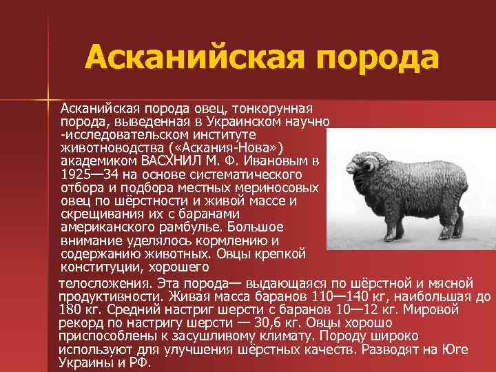 Асканийская порода овец, тонкорунная порода, выведенная в Украинском научно -исследовательском институте животноводства ( «Аскания-Нова»